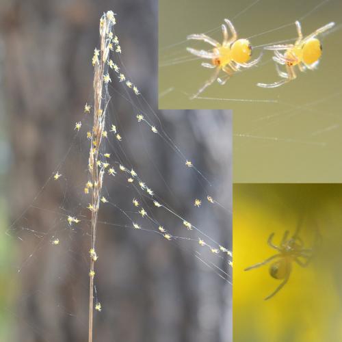 Réf. 255 311 : Araneus diadematus